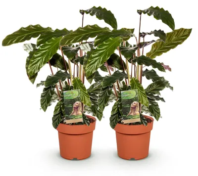 Produktbild von Green boutiQ - Zimmerpflanzen - Calathea Rufibarba - Pfauenpflanze - Wenig Pflege - Grün - 2 Pflanzen - Topf 17cm - Höhe 55-60cm