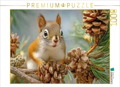 Produktbild von CALVENDO Puzzle Eichhörnchenliebe | 1000 Teile Lege-Größe 64x48cm Foto-Puzzle für glückliche Stunden