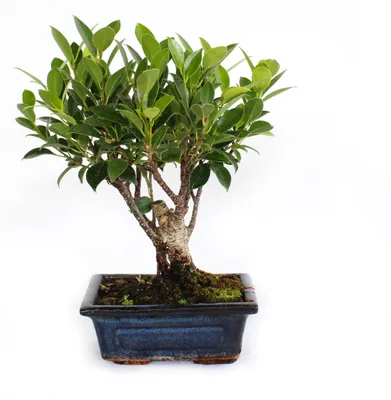 Productafbeelding van Bonsai Ficus Microcarpa in Handgemaakte Keramische Pot