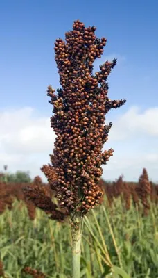Produktbild von Elefantengras Sommerpampas - 40 Samen