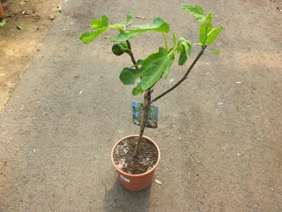 Produktbild von Ficus carica Bornholms diamant Stämmchen 60-70 cm - Feigenbaum  - Winterhart - Gartenpflanze