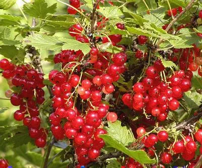Image de Ribes rubrum (cassis) - plante de cassis | 25 cm en pot