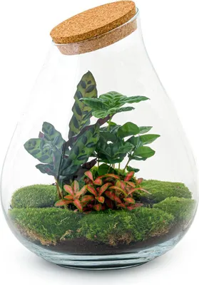 Produktbild von Flaschengarten Drop XL – Do-it-yourself Terrarium mit Korkdeckel – Ø29 cm x H37 cm – DIY-Pflanzset mit Coffea Arabica, Calathea & Fittonia – Autarkes Ökosystem
