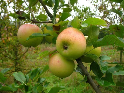 Produktbild von Winterapfel 'Zuccalmagliorenette'