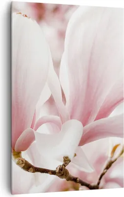 Produktbild von Bild auf Leinwand - Leinwandbild - Einteilig - Zweig Magnolie Blume - 80x120cm - Wand Bild - Wanddeko - Wandbilder - Leinwanddruck - Wanddekoration - Leinwand bilder - Wandbild - PA80x120-4538