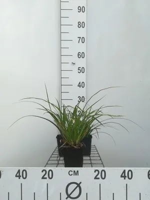 Produktbild von 6 x  Carex morr. 'Variegata' - Vogelfuß Segge Variegata - Topf 9 x 9 cm