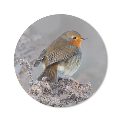 Produktbild von MuchoWow® Mauspad Mousepad Winter - Rotkehlchen - Vogel 40x40 cm - Mousepads - Maus Mat - Pad - Mausunterlage - Schreibtisch Accessoires