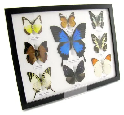 Image de Neuf papillons naturalisés, présentés sous verre dans un cadre photo