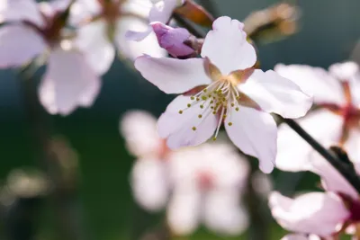 Produktbild von Prunus kurilensis 'Ruby', Zierkirsche, rosa Blüten, 60–80 cm