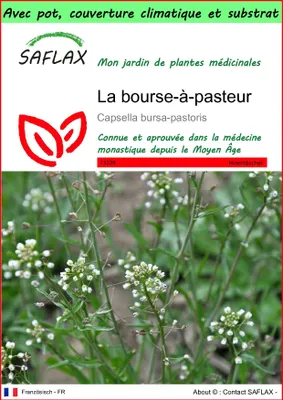 Image de SAFLAX Garden to go - La bourse-à-pasteur - 1000 graines - Capsella