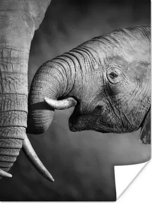 Produktbild von MuchoWow® Poster Wildtiere - Elefant - Schwarz - Weiß - Porträt 120x160 cm - Wandbilder