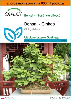 Zdjęcie produktu dla SAFLAX - Garden in the bag - Bonsai - Ginkgo - 4 Nasiona - Z podłożem uprawowym w praktycznej, samorozkładającej się torbie - Ginkgo biloba
