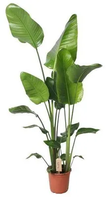 Zdjęcie produktu dla Strelitzia Nicolai w doniczce