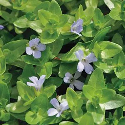 Productafbeelding van Moerings Bacopa Caroliniana | Grote Bacopa | In 11x11CM Mand