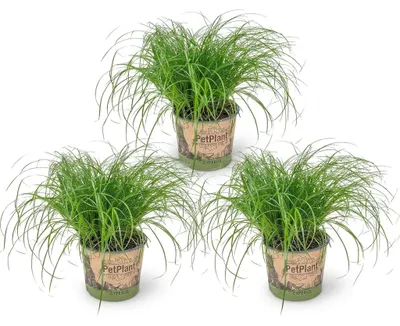 Image de Bloomique - Lot de 3 - Cyperus zumula - Herbe à chat - Plante d’intérieur - Sans danger pour les animaux - Hauteur 20-30 cm - Pot 12 cm, Image générée par une IA