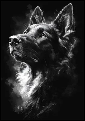 Image de Affiche 70 x 100 cm Portrait d'animaux pour le salon | Berger | Noir et blanc