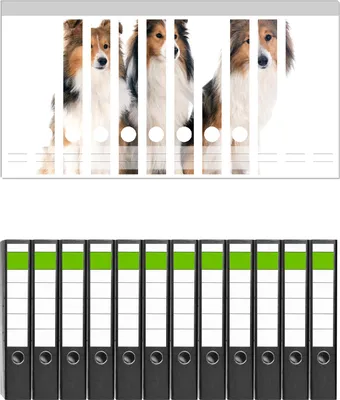 Produktbild von Wallario 12 Stück schmale Ordner inkl. Klebeetiketten mit Motive Süße Shetland Hunde vor weißem Hintergrund -  Set mit Rückenschildern / Ordnerrücken Stickern