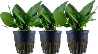 Produktbild von Aquarium Pflanze 3 Stück Hygrophila Compact Wasserpflanze Tropica Nr.052D Set