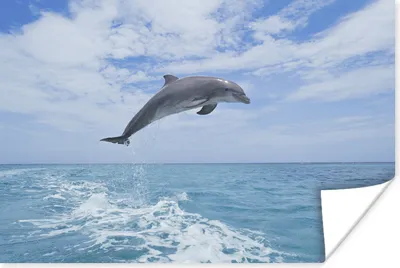 Produktbild von MuchoWow® Poster Delfin - Meer - Himmel 60x40 cm - Schlafzimmerdekoration