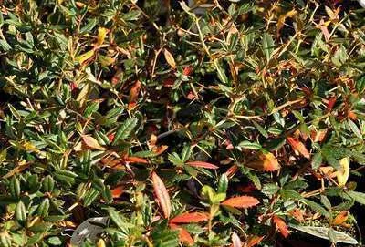 Obrázek produktu pro Berberis julianae - Berberis julianae 40- 60 cm velikost nádoby