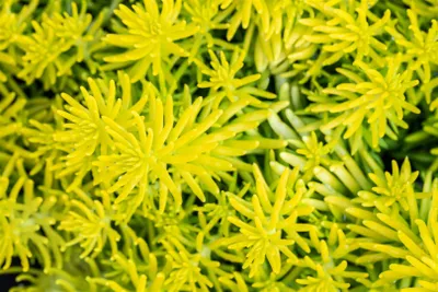 Produktbild von Sedum reflexum 'Angelina', Fetthenne, gelbgrün, ca. 9x9 cm Topf