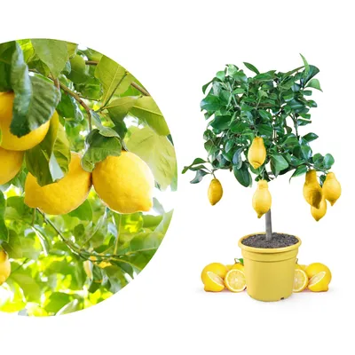 Produktbild von Meine Orangerie Zitronenbaum Mezzo - echte Zitrone - veredelter Zitrusbaum - Citrus Limon - Lemon Tree - Fruchtreife Zitrone in Gärtnerqualität