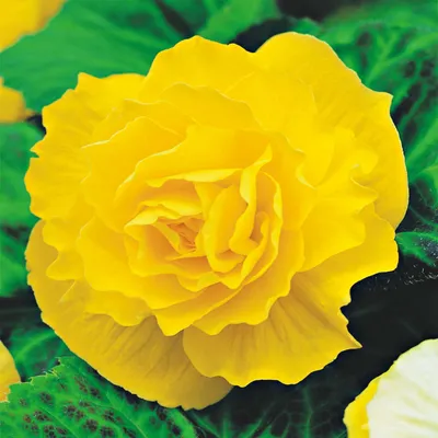 Produktbild von Begonie Knolle Blumen Garten Töpfe Blüten Gefüllte Begonie Gelb 1 St.
