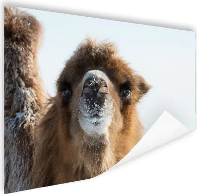 Produktbild von MuchoWow® Poster Nahaufnahme Kamel im Schnee Mongolei 120x80 cm - Bilder