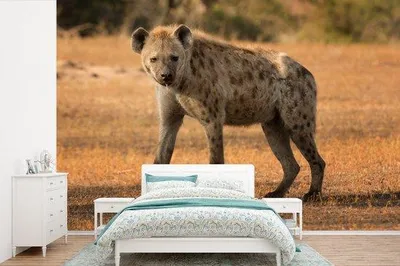 Produktbild von Afrika-Fotobehang, Breit 360 cm, Höhe 240 cm, Tiermotiv
