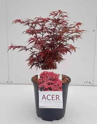 Immagine prodotto di Acer palmato. 'Shaina' - Acero giapponese a ventaglio Shaina 50- 60 cm in contenitore