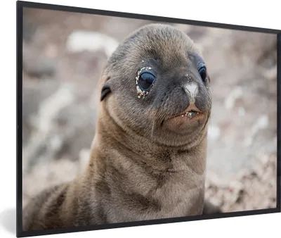 Produktbild von MuchoWow® MuchoWow® Gerahmtes Poster Seelöwe - Jung - Strand 90x60 cm - Poster mit zchwarzem Bilderrahmen - Fotorahmen - Foto-Plakat