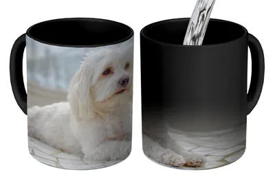 Produktbild von KitchenYeah® Zauber Tasse Zaubertasse Magic Ruhiger Malteser entspannt sich 350 ml Farbwechsel Becher Geschenk Geschenkidee - Magic-Tasse - Fototasse - Keramiktassen - Bilder - Tasse Kaffee - Getränkb