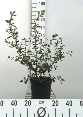 Produktbild von Escallonia rubra 'Crimson Spire' - Andenstrauch 40- 50 cm Container