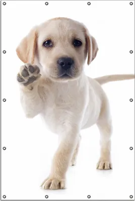 Produktbild von Wallario Outdoor-Poster für Garten oder Balkon, Motiv Süßer Labrador-Welpe sagt Hallo, in ca. 120 x 180 cm