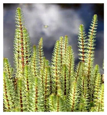 Produktbild von Pflanzkorb mit Hippuris vulgaris - Tannenwedel - Teichpflanze - winterhart - heimisch - Qualitätsstaude