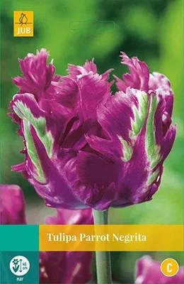 Productafbeelding van Tulipa Parrot Negrita  JUB 5 bollen