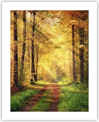Produktbild von Poster - Poster ohne Rahmen - Wald Baum Natur - 40x50 cm - Wand Bild - Wanddeko - Wandbilder - Kunstposter - Wandposter - Bilder - Kunstdruck - Wanddekoration - Wandbild - P2XPA40x50-3718