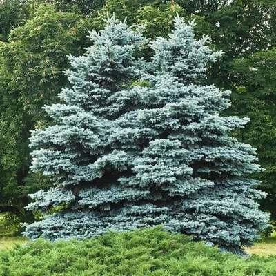 Produktbild von Bakker.com - Stechfichte, Der topf / 2L / Lieferhöhe 30-40cm
