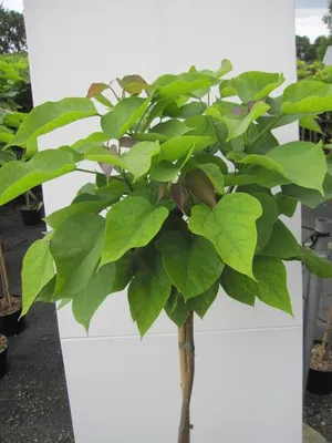 Produktbild von Hochstamm Kugel-Trompetenbaum Nana - Catalpa bignonioides - Stamm 80cm + Krone