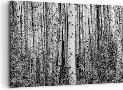 Produktbild von Bild auf Leinwand - Leinwandbild - Einteilig - Birken Wald Monochrom - 120x80cm - Wand Bild - Wanddeko - Wandbilder - Leinwanddruck - Bilder - Wanddekoration - Leinwand bilder - AA120x80-4643