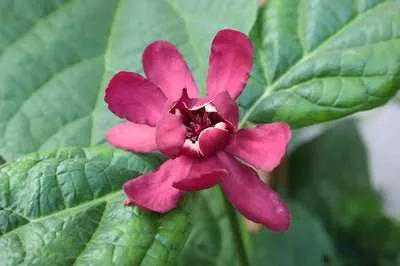 Obrázok produktu pre Calycanthus raulstonii 'Hartlage Wine' - Korenie 40- 60 cm nádoba