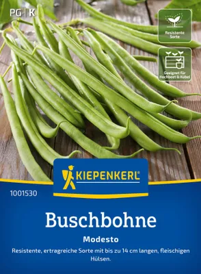 Artikelbild 2 von 'Buschbohne Modesto' aus der Kategorie Buschbohnensamen