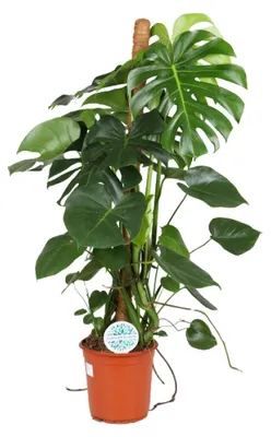 Produktbild von Monstera deliciosa - 95-105cm - Ø24cm - Zimmerpflanze - Immergrün