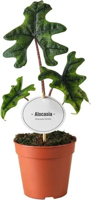 Produktbild von Alocasia Jacklyn - Elefantenohr Zimmerpflanze - Ø12cm - ca. 30cm hoch