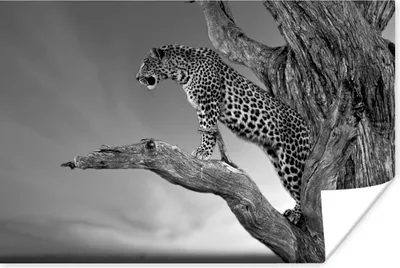 Produktbild von MuchoWow® Poster Nahaufnahme Leopard im Baum - schwarz und weiß 30x20 cm - Plakate - Print