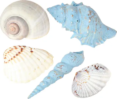 Produktbild von Deko Muscheln und Schneckenhäuser für maritimes Flair