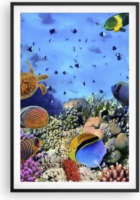 Produktbild von Gerahmtes Poster - Schwarzer Rahmen - Korallenriff - 61x91,5 cm - Wand Bild - Wanddeko - Wandbilder - Kunstposter - Wandposter - Bilderrahmen - Bilder - Kunstdruck - Wandbild - P2BPA61x91-3569