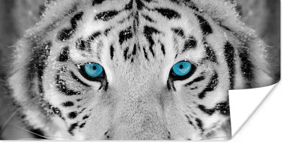 Produktbild von MuchoWow® Poster Tiger - Winter - Tiere 40x20 cm - Poster für die Wand - Poster Schlafzimmer
