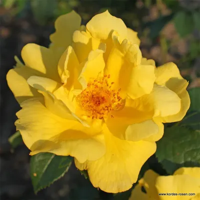 Produktbild von Kordes Kleinstrauchrose Lemon Fizz® Gelb