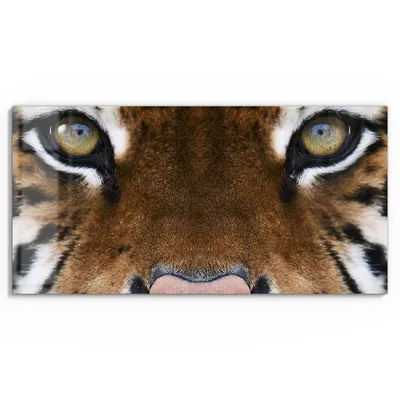 Produktbild von DEQORI Glasbild Echtglas 60x30 cm 'Tigerblickfaszination' Wandbild Bild modern Deko